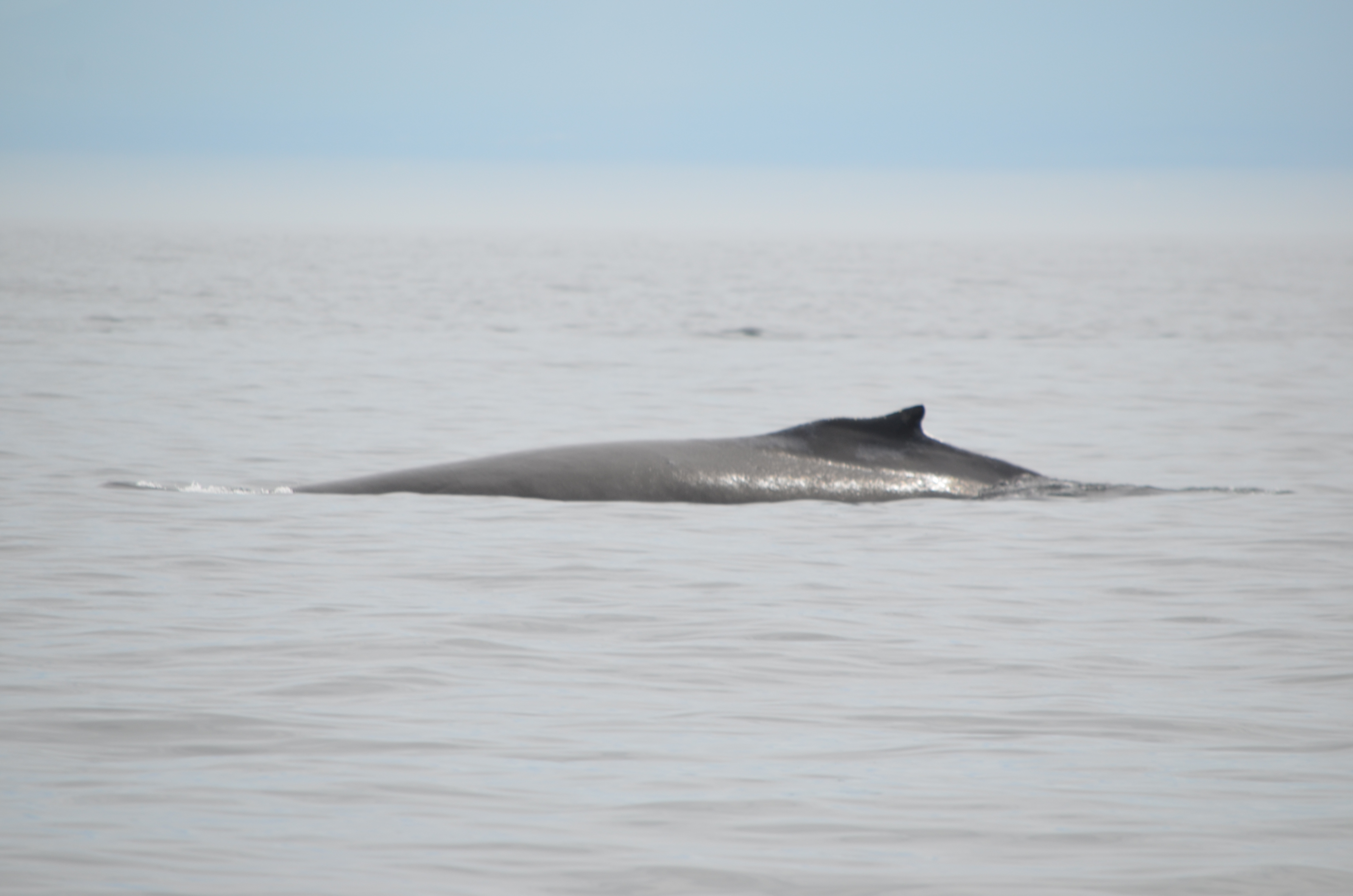 photos/wildlife/Mammal_Species/Humpback Whale/DSC_0142.JPG